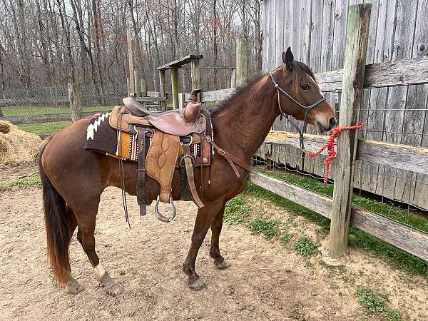 amish-trained-standardbred-horse