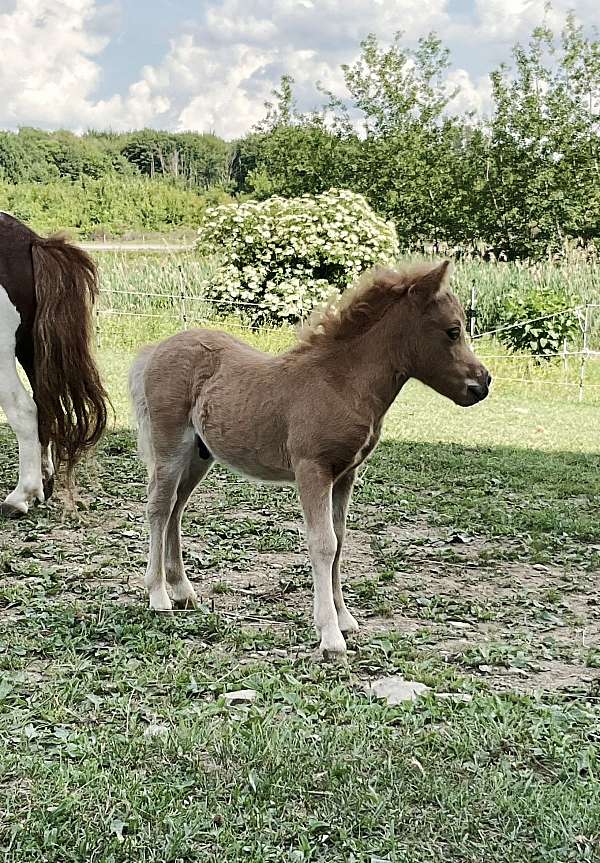 project-miniature-palomino-horse