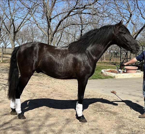 black-solid-no-white-horse