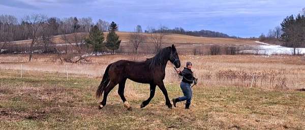 draft-dressage-filly-mare