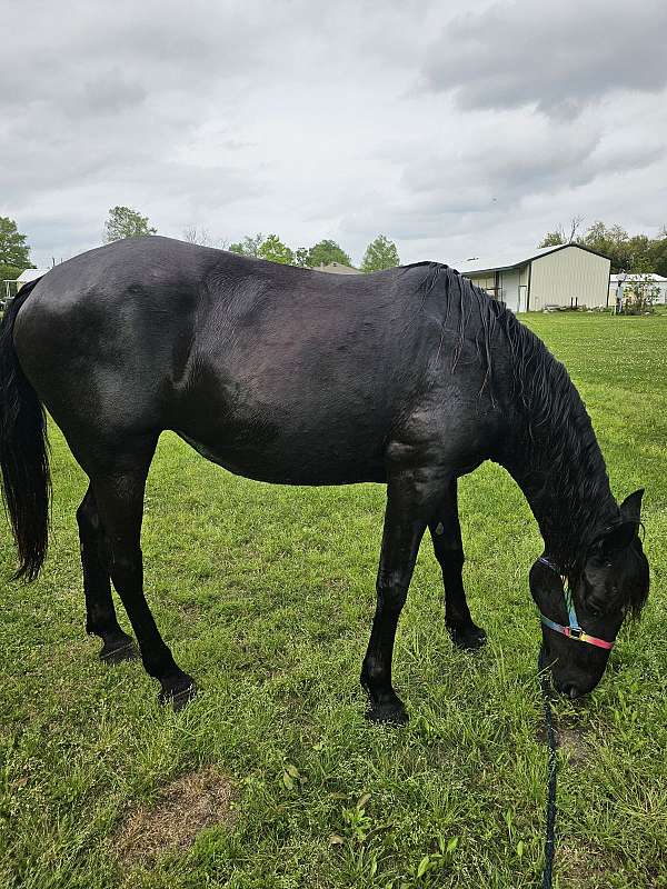 black-diamond-on-forehead-horse