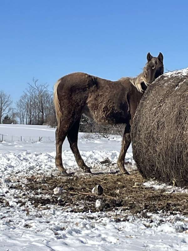 chocolate-colt-kentucky-mountain-horse