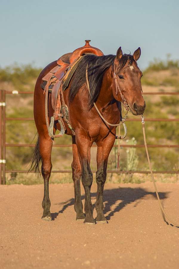 all-around-quarter-horse