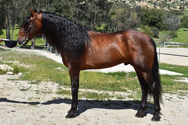 dressage-andalusian-horse