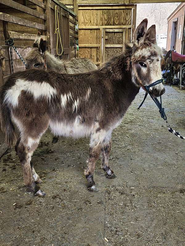 pinto-donkey-yearling