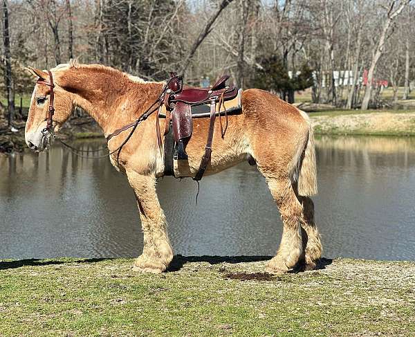 palomino-belgian-gelding