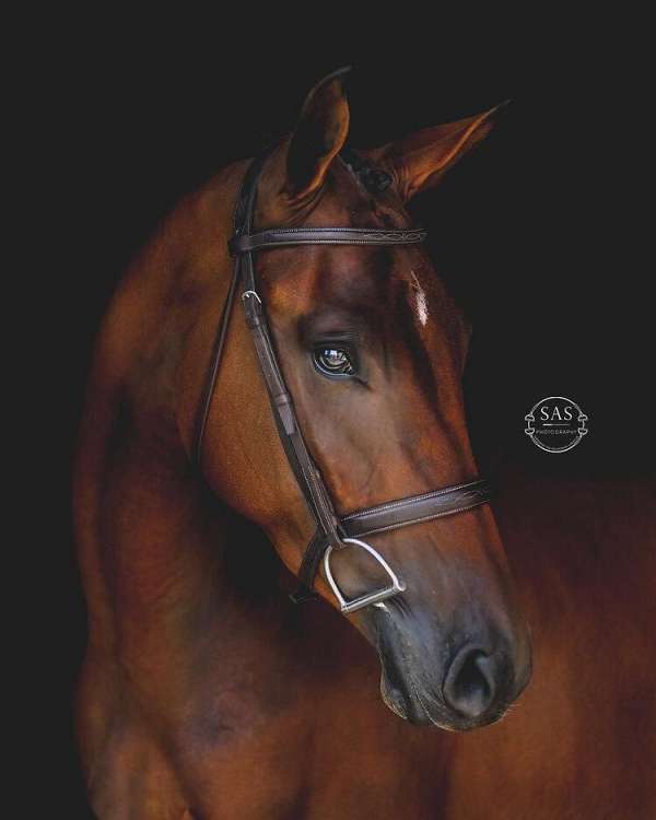 jumper-oldenburg-horse