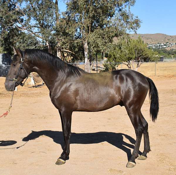 halter-broke-andalusian-horse