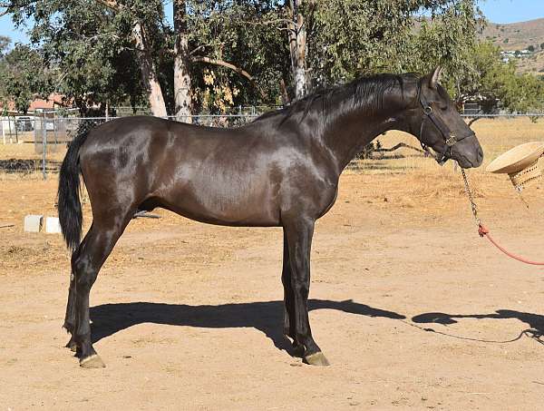 halter-broke-andalusian-horse