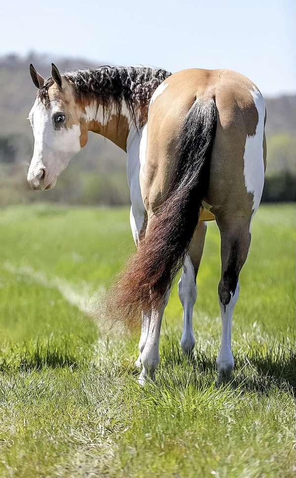 appaloosa-quarter-horse