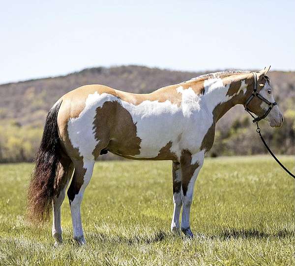 white-appy-horse