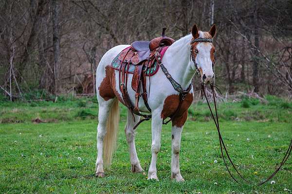 all-around-paint-horse