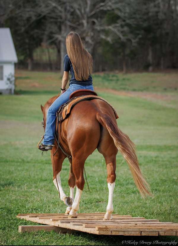 spotted-saddle-tennessee-walking-horse
