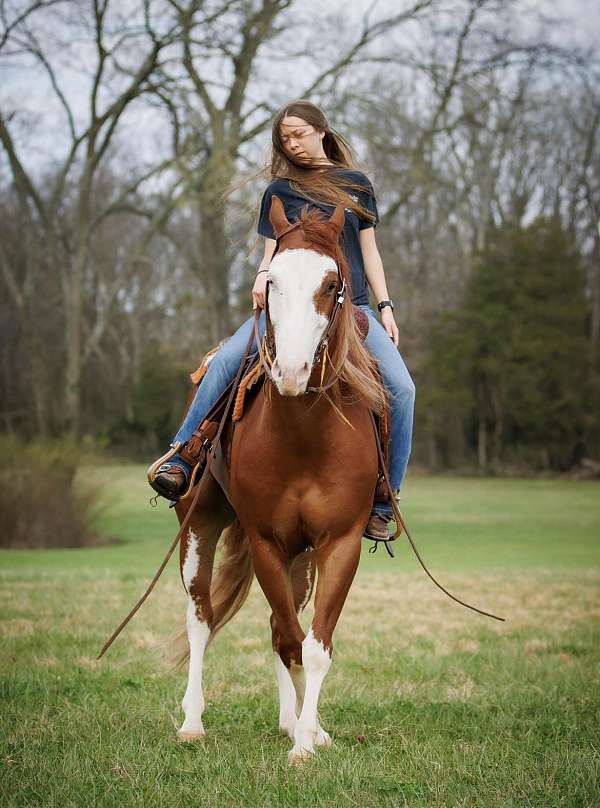 civilized-tennessee-walking-horse