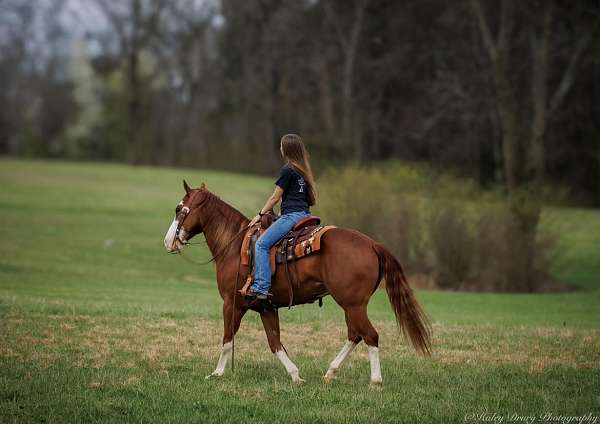 family-safe-tennessee-walking-horse
