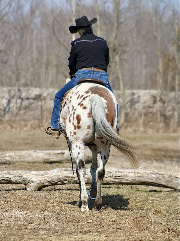 appaloosa-gelding-friesian-pony