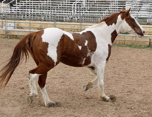 all-around-paint-horse