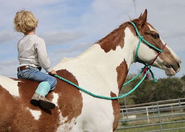 drill-team-paint-horse