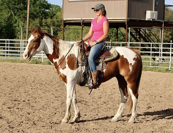 pampered-gelding