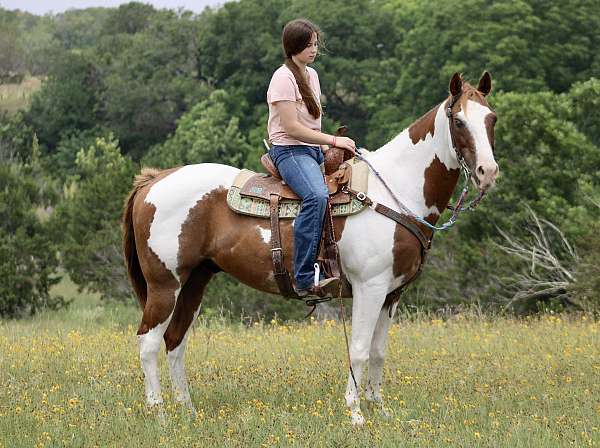 blue-eyed-paint-horse