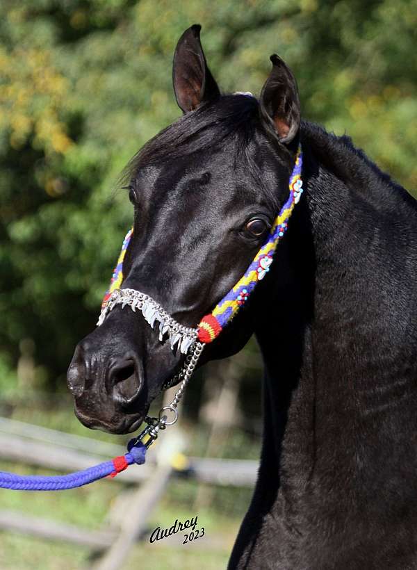 breeding-homozygous-black-arabian-horse