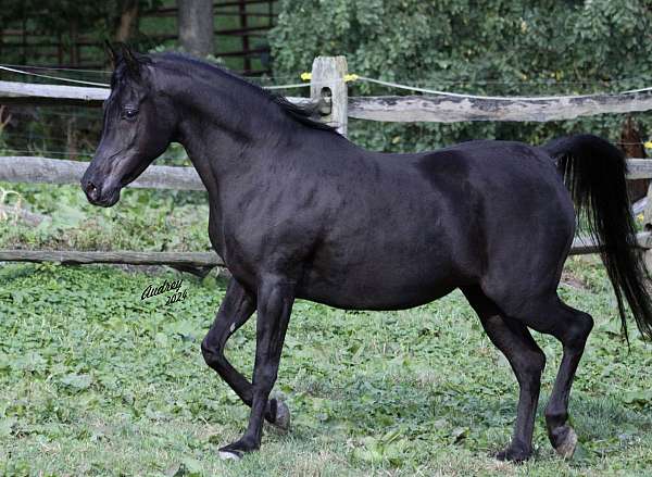 scar-arabian-horse