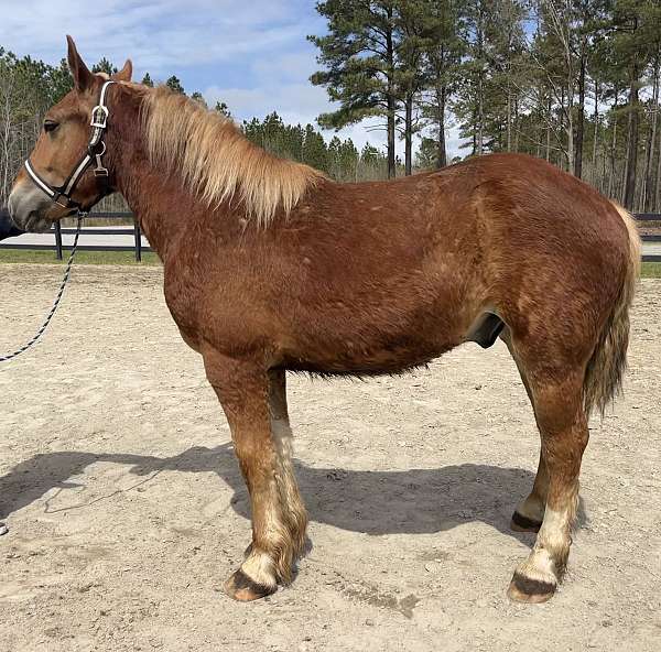 harness-trail-colt-gelding