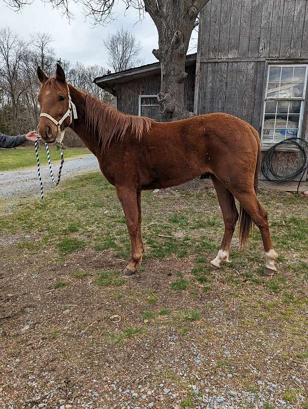 sorrel-mare-yearling