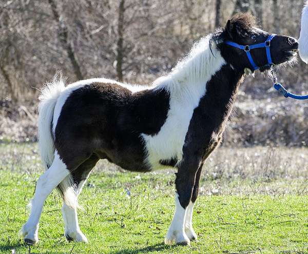 amhr-miniature-pinto-horse