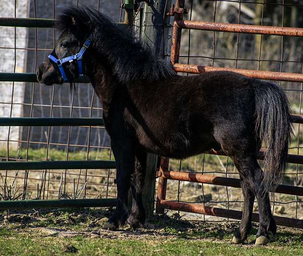 black-brown-miniature-colt-gelding