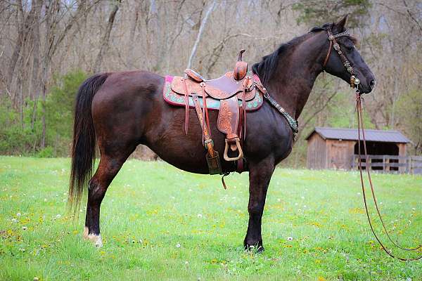 all-around-morgan-horse