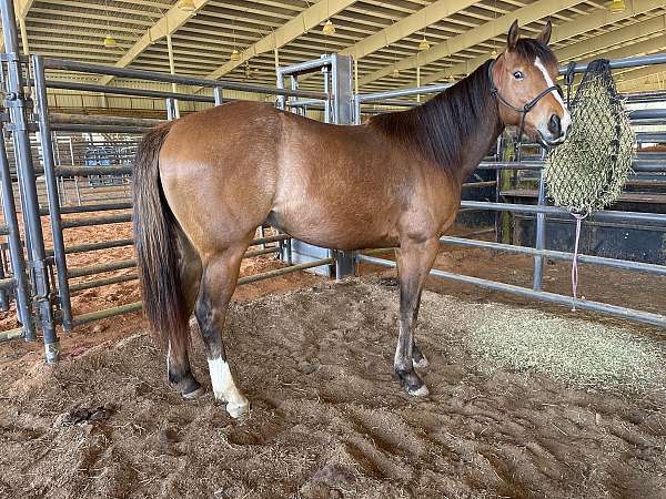 all-around-quarter-horse