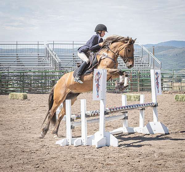 very-small-star-12-pastern-white-on-left-hind-pony