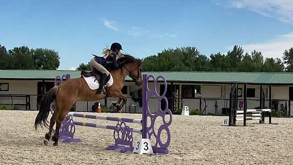 dun-very-small-star-12-pastern-white-on-left-hind-pony