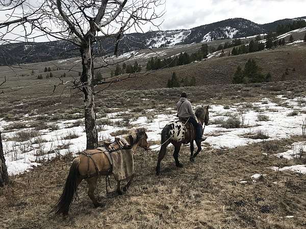 safe-fjord-pony