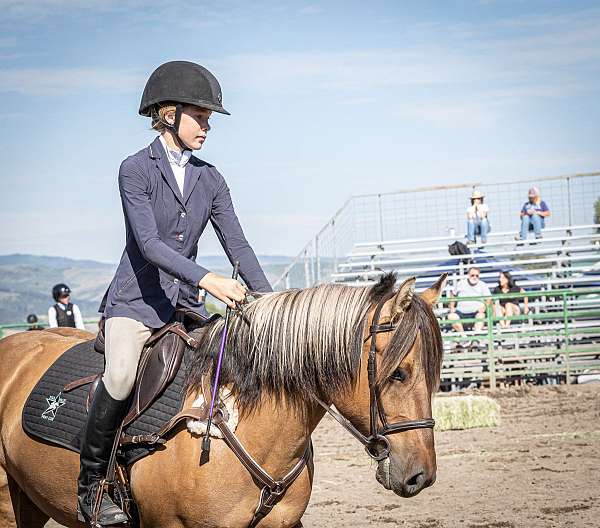 hunt-seat-equitation-fjord-pony