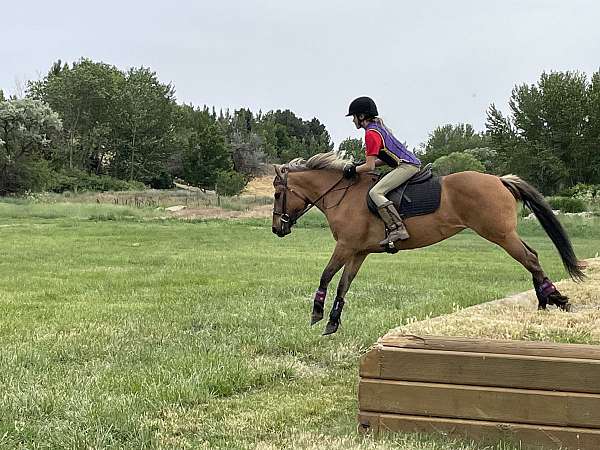 ridden-western-fjord-pony