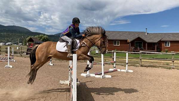 show-jumping-fjord-pony