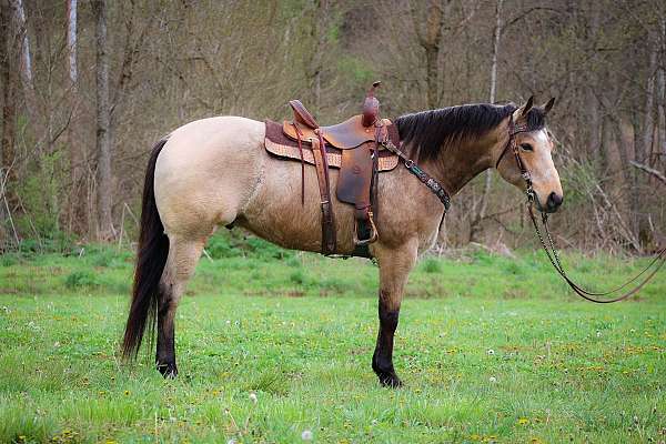 buckskin-working-equitation-horse