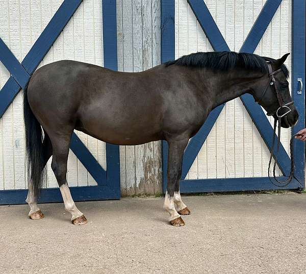 black-welsh-pony-mare