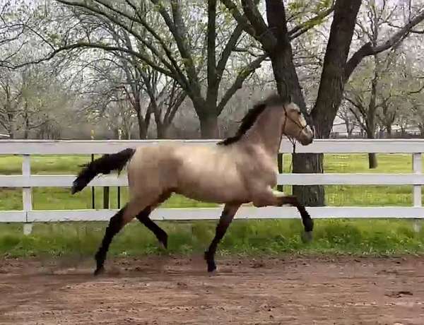 buckskin-solid-no-white-horse