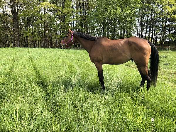 appendix-gelding