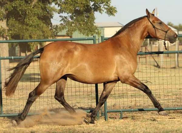 dallas-andalusian-horse