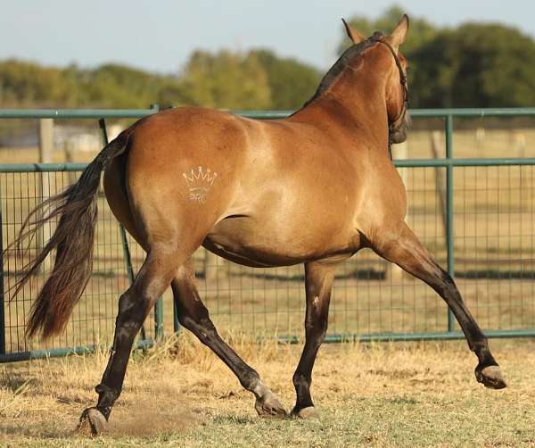 beautiful-face-andalusian-horse