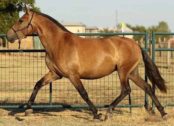 dressage-iberians-andalusian-horse