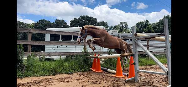 14-hand-chestnut-overo-pony