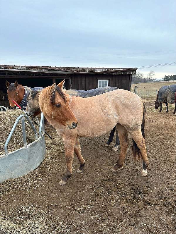 dun-filly-for-sale