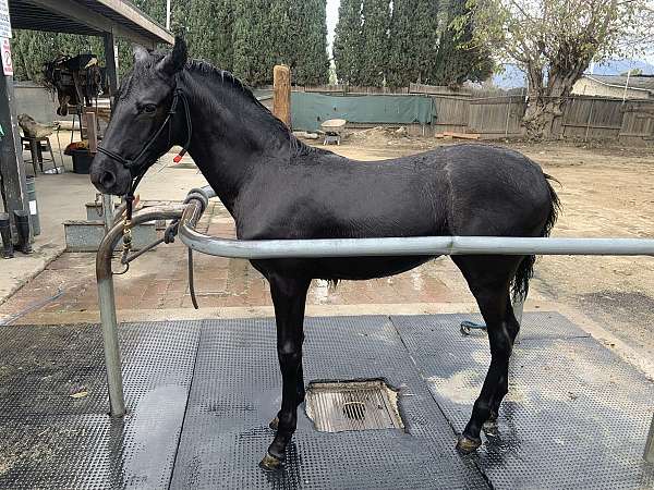 ancce-andalusian-filly-mare