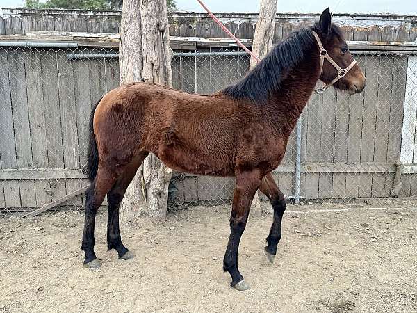 ancce-andalusian-quarter-horse-filly