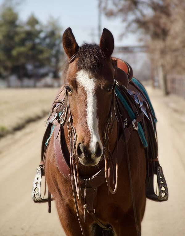 blaze-socks-horse